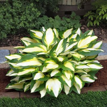 Hosta Color Festival - Garten-Funkie