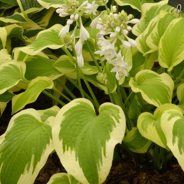 Hosta Delta Dawn - Garten-Funkie