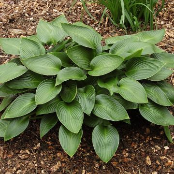 Hosta Devon Green - Garten-Funkie