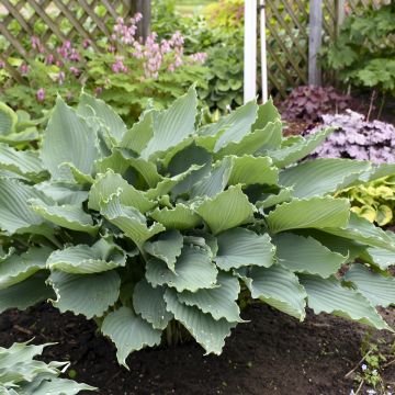 Hosta Diamond Lake - Garten-Funkie