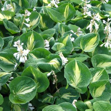 Hosta Dream Queen - Garten-Funkie