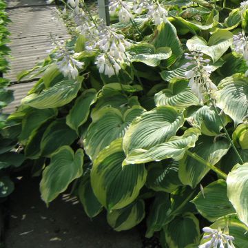 Hosta Earth Angel - Garten-Funkie