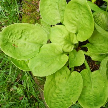 Hosta Eye Catcher - Garten-Funkie