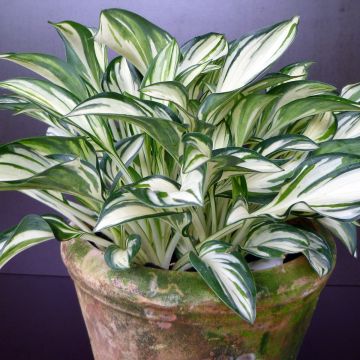 Hosta Fireworks - Garten-Funkie