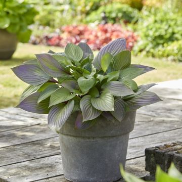 Hosta First Blush - Garten-Funkie