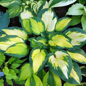 Hosta Forbidden Fruit - Garten-Funkie