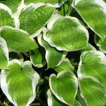 Hosta Formal Attire - Garten-Funkie