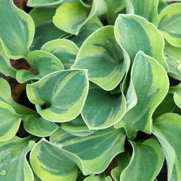 Hosta Frosted Mouse Ears - Garten-Funkie