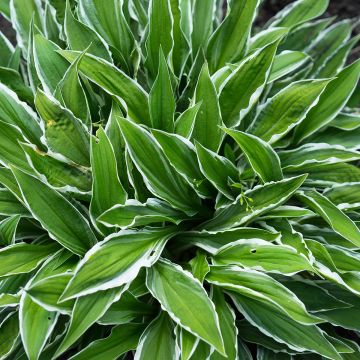 Hosta Frosted Raspberry - Garten-Funkie