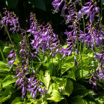 Hosta Gold Edger - Garten-Funkie