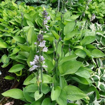 Hosta Gold Regal - Garten-Funkie