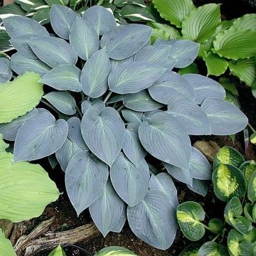 Hosta Goldbrook Glimmer - Garten-Funkie