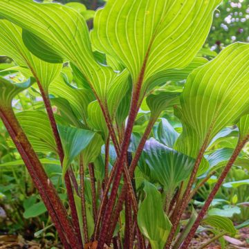 Hosta Gooseberry Sundae - Garten-Funkie