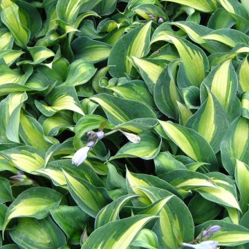 Hosta Grand Marquee - Garten-Funkie