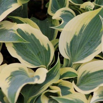 Hosta Great Escape - Garten-Funkie