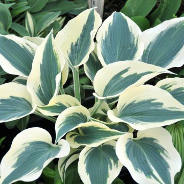 Hosta Great Escape - Garten-Funkie