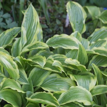 Hosta Ground Master - Garten-Funkie