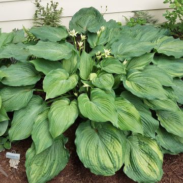 Hosta Guardian Angel - Garten-Funkie