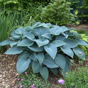 Hosta tardiana Halcyon - Garten-Funkie