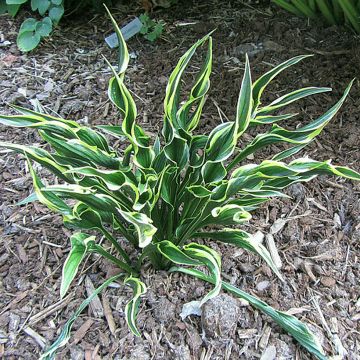 Hosta Hands Up - Garten-Funkie