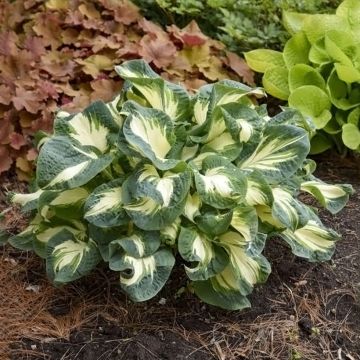 Hosta Hans - Garten-Funkie