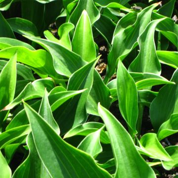 Hosta Harry Van Trier