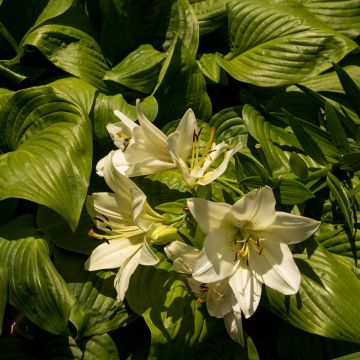 Hosta Honeybells - Garten-Funkie