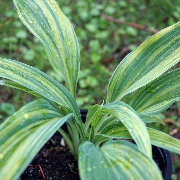 Hosta Hyuga Urajiro - Garten-Funkie