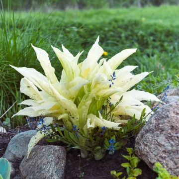 Hosta White Feather