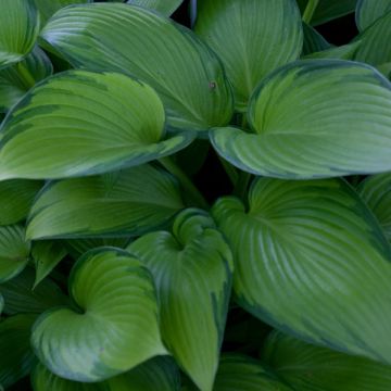 Hosta tardiana June Fever - Garten-Funkie