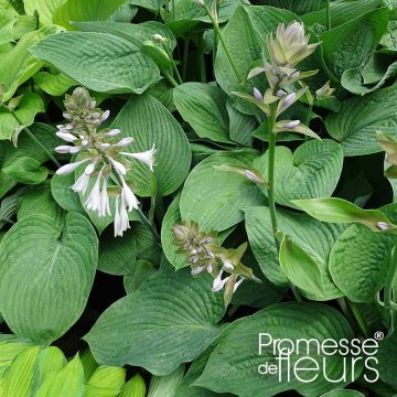 Hosta Jurassic Park - Garten-Funkie