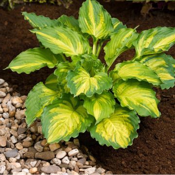 Hosta Lakeside Paisley Print - Garten-Funkie