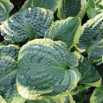 Hosta Lakeside Prophecy Fulfilled - Garten-Funkie