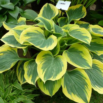 Hosta Liberty - Garten-Funkie