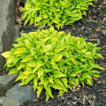 Hosta Lipstick Kiss - Garten-Funkie