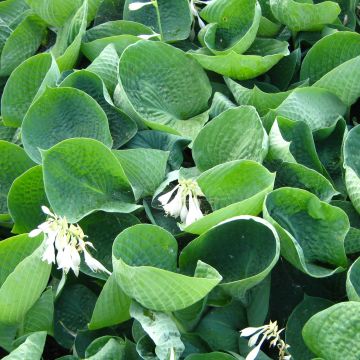 Hosta Love Pat - Garten-Funkie