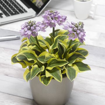 Hosta Mighty Mouse - Garten-Funkie