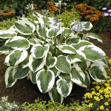 Hosta Minuteman