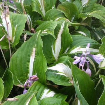 Hosta Night Before Christmas - Garten-Funkie