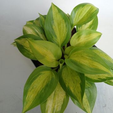 Hosta Obi-One Kenobi - Garten-Funkie