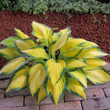 Hosta Orange Marmelade - Garten-Funkie