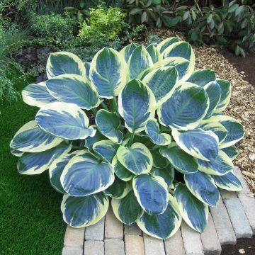 Hosta Orion's Belt - Garten-Funkie