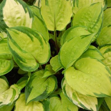 Hosta Paradise Island - Garten-Funkie