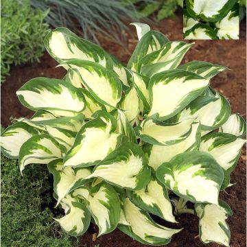 Hosta Paul Revere - Garten-Funkie