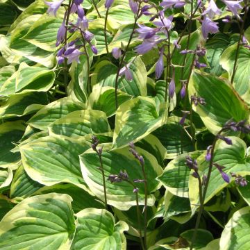 Hosta Pilgrim - Garten-Funkie