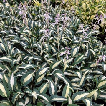 Hosta Pin Up - Garten-Funkie