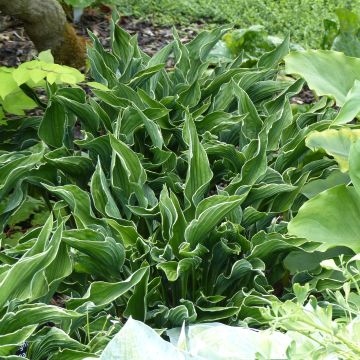 Hosta Praying Hands - Garten-Funkie