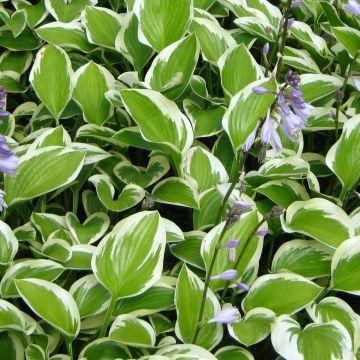 Hosta Queen Josephine - Garten-Funkie