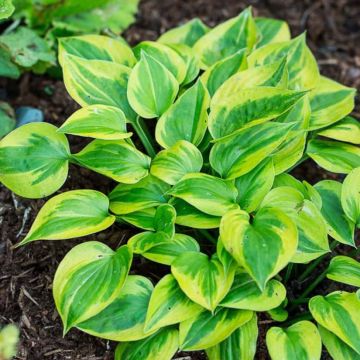 Hosta Radiant Edger - Garten-Funkie