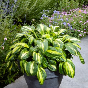 Hosta Rainbows End - Garten-Funkie